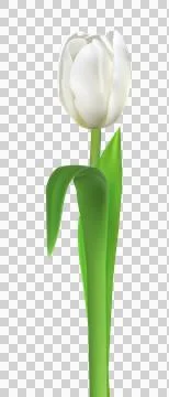 Tulip flower transparent Stock Illustration