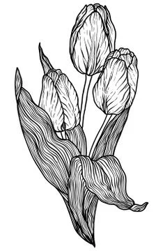 Tulip flower Vector Illustration Stock Illustration