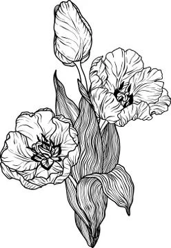Tulip flower Vector Illustration Stock Illustration