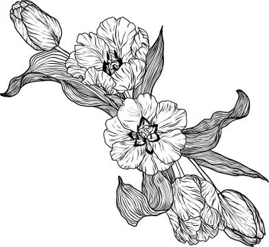 Tulip flower Vector Illustration Stock Illustration