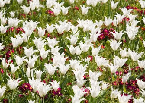Tulip flowerbed Stock Photos