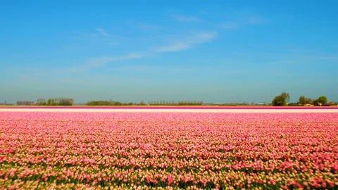 Tulip flowerfields in April Video stock 86780125