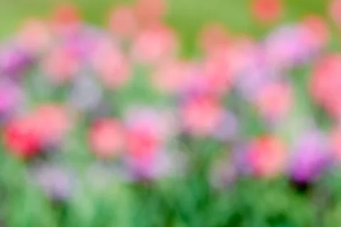 Tulip flowers abstract background Stock Photos