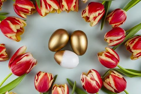 Tulip flowers and easter eggs on green background. Stock Photos