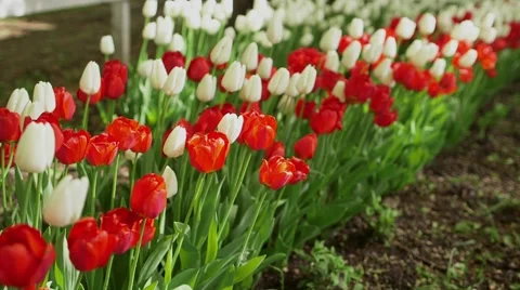 Tulip flowers on background in spring Video stock 56030786