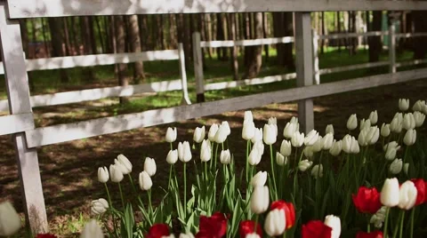 Tulip flowers on background in spring Stock-Footage 56030788