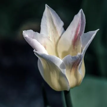 Tulip flowers bloom in spring background the background of blurry tulips in a Stock Photos