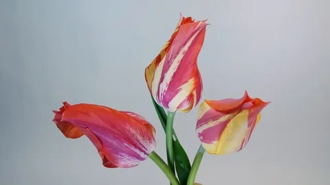 Tulip flowers blooming Stock Footage 89758196