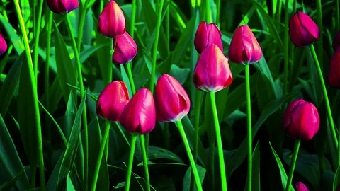 Tulip flowers blooming in Spring Vídeos de archivo 93676139