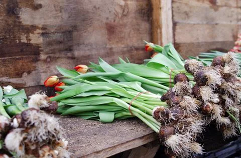 Tulip flowers with bulbs on the table. Stock Photos