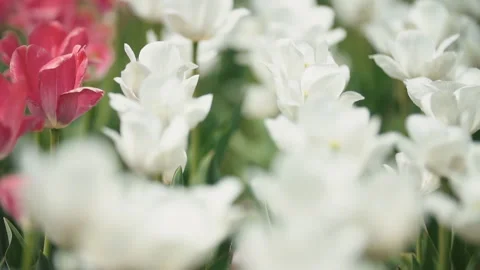 Tulip flowers close up Stock Footage 114381119