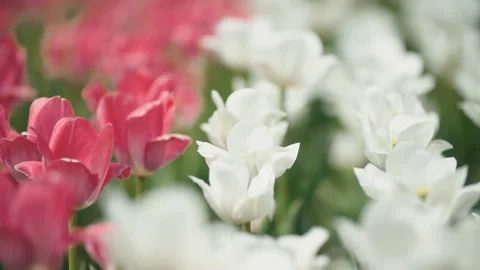 Tulip flowers close up Stock Footage 114489795