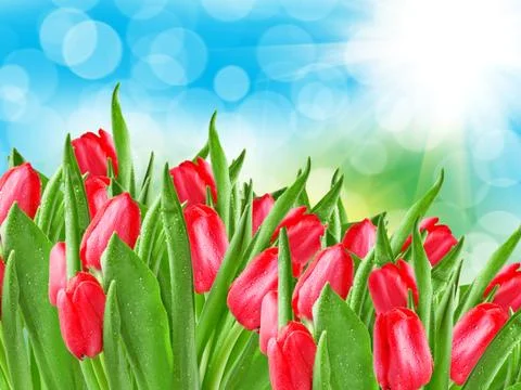 Tulip flowers close up Stock Photos