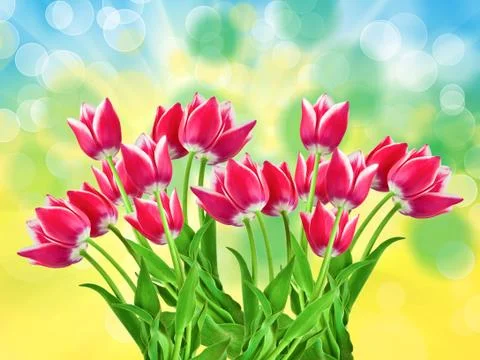 Tulip flowers close up Stock Photos