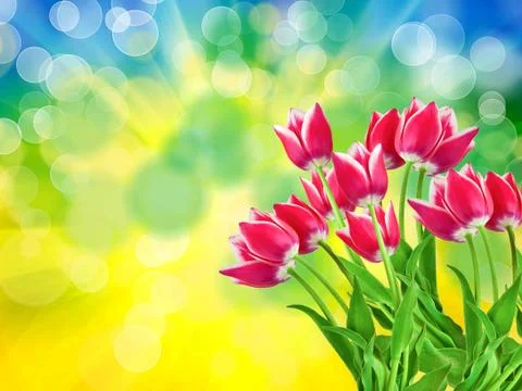 Tulip flowers close up Stock Photos