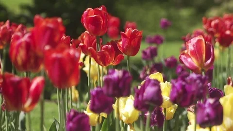 Tulip flowers up close rack focus and pan across Stock Footage 84319800