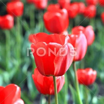 Tulip flowers closeup image Stock Photos