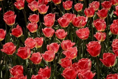 Tulip flowers field from above Stock Photos