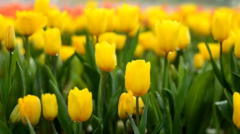 Tulip flowers field Stock Footage 34289875