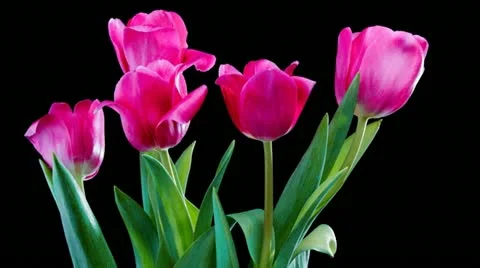 Tulip flowers Видео 10828128