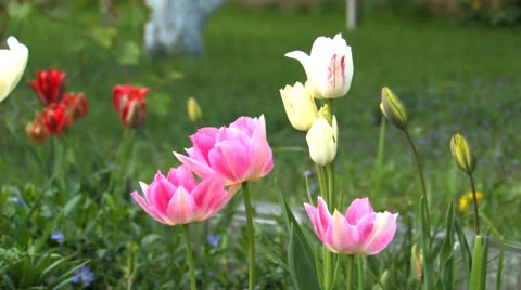 Tulip flowers Stock Footage 38297834
