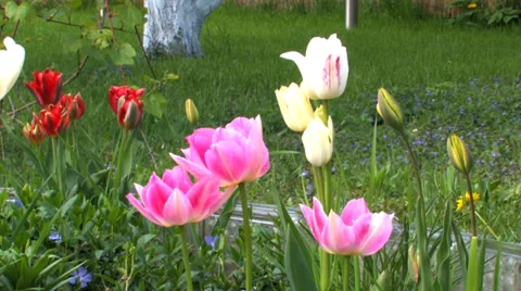 Tulip flowers Stock Footage 38297959