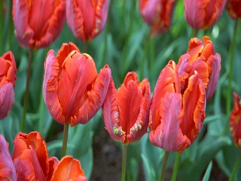 Tulip flowers Stock Footage 75416487