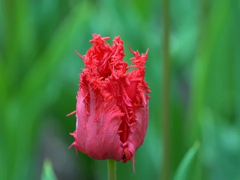 Tulip flowers Video stock 75417953