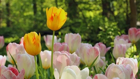 Tulip flowers. Stock Footage 90287337