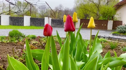Tulip flowers Stock-Footage 137246710