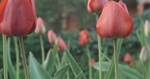 Tulip flowers Stock Footage 140656803