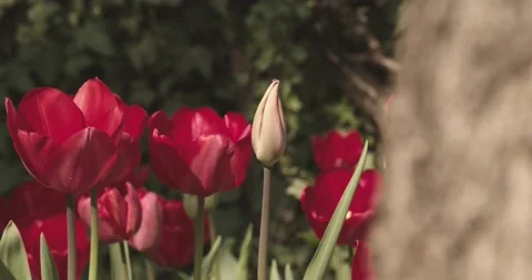 Tulip flowers Stock Footage 140657634