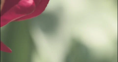 Tulip flowers Stock Footage 140658164