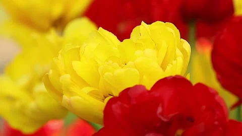 Tulip flowers. Stock Footage 171222672