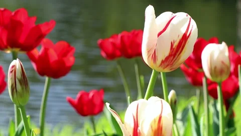 Tulip flowers. Stock Footage 171222683