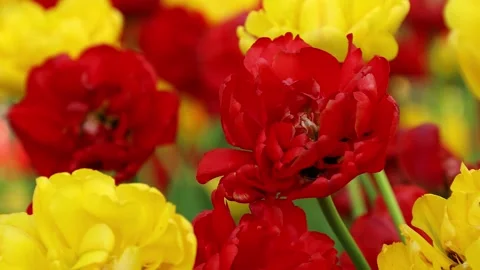 Tulip flowers Stock Footage 171222685