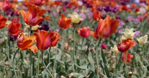 Tulip flowers Stock Footage 194385335