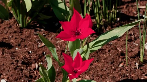 Tulip flowers 스톡 동영상 333816025