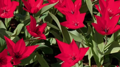 Tulip flowers Video stock 333816622