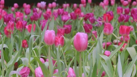 Tulip flowers in garden.Tulips in the wind Sunny summer weather. Stock Footage