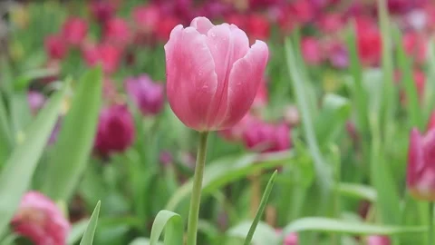 Tulip flowers in garden.Tulips in the wind Sunny summer weather. Stock Footage