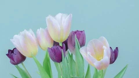 Tulip Flowers Growing Time Lapse Long Term Spring New Beginnings Concept Stock Footage 335405941