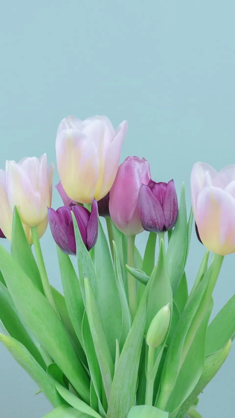 Tulip Flowers Growing Vertical Time Lapse Long Term Spring New Beginnings Stock Footage 335405939