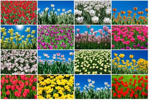 Tulip flowers Stock Illustration