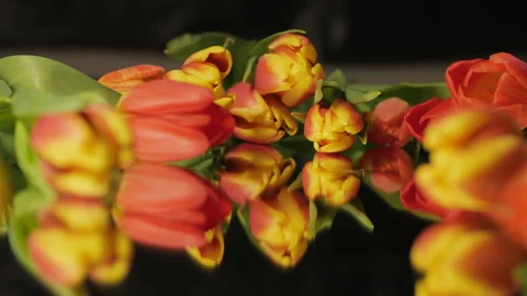 Tulip flowers lying on a mirror close-up on a black background. Stock Footage 265802274