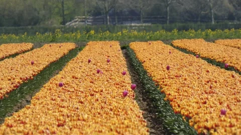 Tulip Flowers in Netherland Stock Footage 238934023
