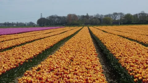 Tulip Flowers in Netherland Stock Footage 238934048