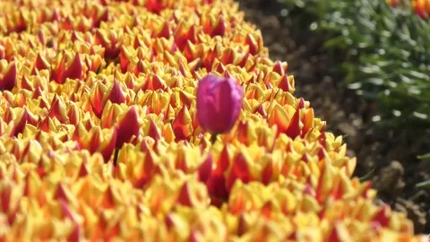 Tulip Flowers in Netherland Stock Footage 238934089
