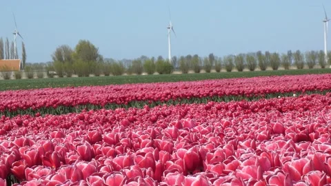 Tulip Flowers in Netherland Stock Footage 238935751