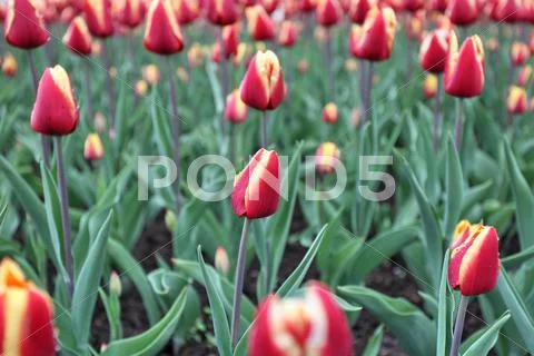 Tulip flowers Stock Photos